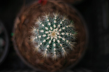 Cactus  close up