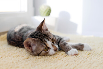 Small white tabby kitten with green eyes is lying on yellow blanket near to window. © Nadezhda Zaitceva
