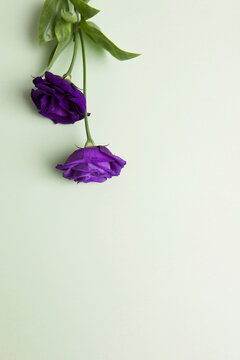 two purple roses
