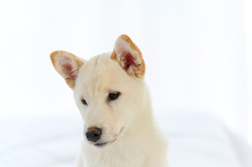 White Shiba Inu Japanese pedigree adorable puppy staying on bed in bedroom. Pet Lover concept. animal portrait with copy space