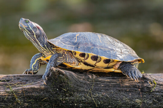 Painted Turtle on a log.