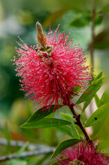 plant,flower,spring,red,