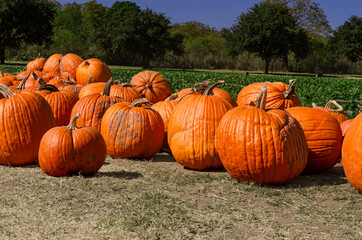 pumpkins on a farm