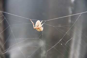 Little spider upside down on spider web.