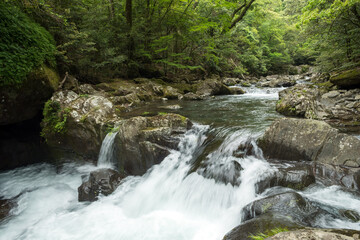Obraz premium 新緑の森の囲まれた渓流