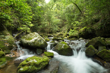 緑の森の中の苔むした石と沢