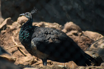 Peacock on ground
