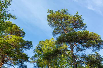 beautiful, natural coniferous trees in the forest, Park against the blue sky
