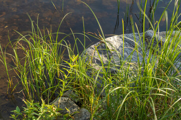 pond, river, lakes with green plants, grass, stone
