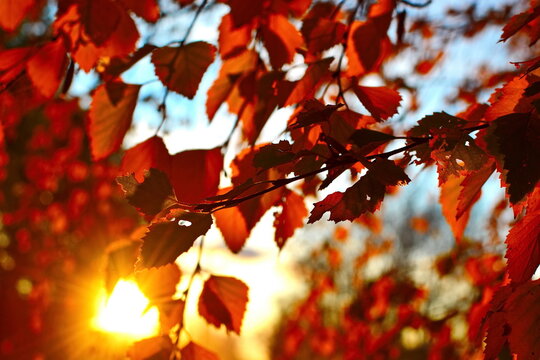 Blurry autumn background. Red leaves on a birch branch in the rays of the bright setting sun. Defocused photo for backdrop. Shooting opposite of sun