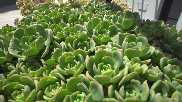 The plant of echeveria featuring crassulaceae vase. The botanical family of echeveria is crassulaceae