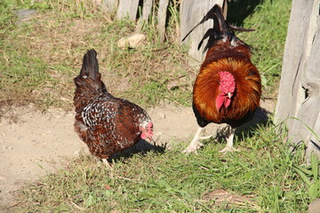 A mother hen and a rooster.
