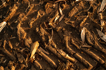 Tractor tracks in soil mixed with corn leaves 