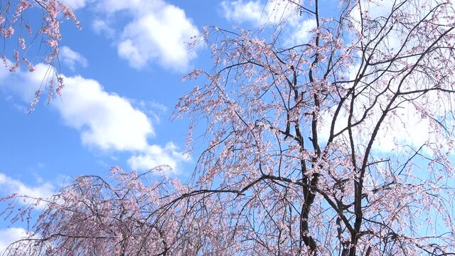 しだれ桜と青空  ティルト 4K  広島県世羅町 世羅甲山ふれあいの里