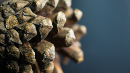 Pine cones macro view, super detail photography.