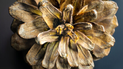 Pine cones macro view, super detail photography.