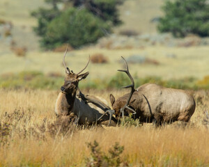 A dominant Bull Elk charging a young spike Bull during the rut