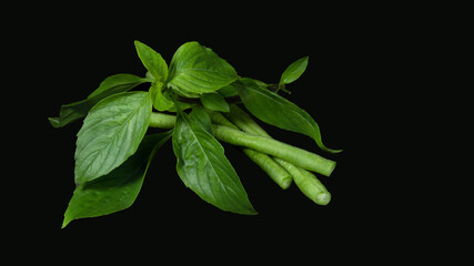 Obraz premium Sweet basil, holy basil isolated on black background.