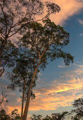Huge Tall Trees Sunset near Angkor Wat in Siem Reap, Cambodia