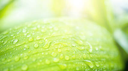 Abstract blurred of water drop on green leaves background. Soft focus.