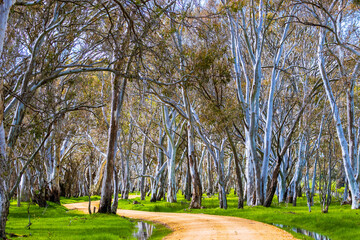 South Australia Gums