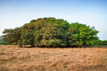 Obraz premium Amazing Banyan Tree, Ficus benghalensis in India.