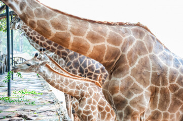 Naklejka premium Young Giraffa are eating in zoos, Thailand.
