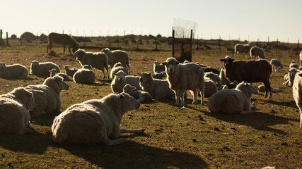 Fototapeta premium sheeps ina farm