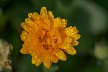 yellow flower with dew