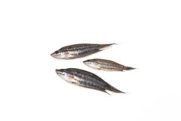 Trichopsis fish on white background.(Trichopsis vittata)(Trichopsis schalleri)