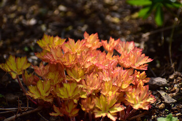 ゲラニウムの赤い若葉