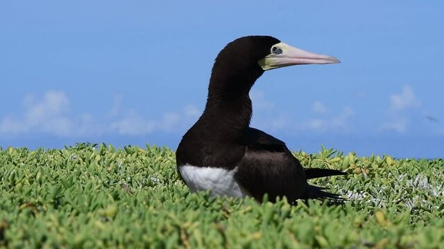 Sula leucogaster, yelow-footed booby, standing  Los Roques National
