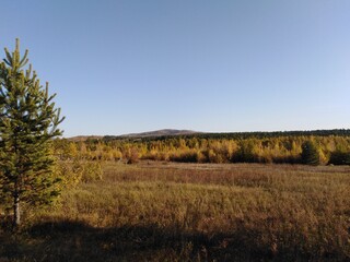Obraz premium landscape with trees