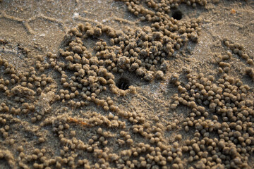 Fototapeta na wymiar Crab hole on the beach