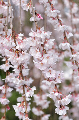 しだれ桜