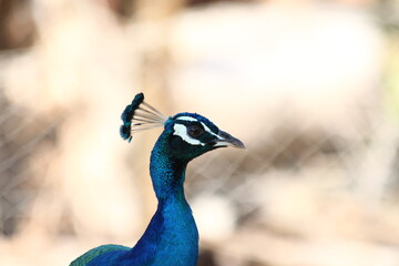 A male peacock in Zanzibar