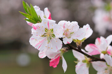 桃の花