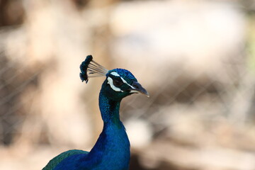 A male peacock in Zanzibar