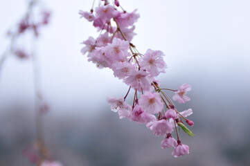 しだれ桜