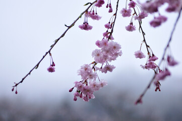 しだれ桜