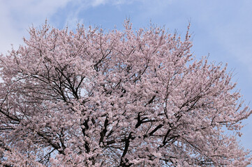 桜