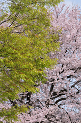 新緑と桜