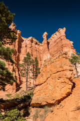 Fototapeta na wymiar Hoodoos on The Queens Garden Trail, Bryce Canyon National Park, Utah, USA