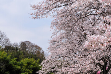 Naklejka premium 桜