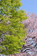 新緑と桜