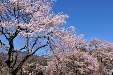 しだれ桜