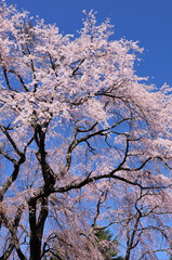 しだれ桜