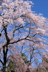 しだれ桜