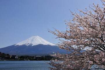富士と桜
