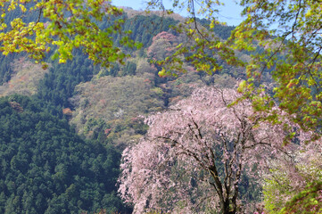 しだれ桜